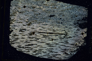 Cross Polarized, S89233