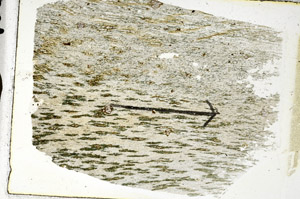 Plane Polarized, S89233