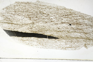 Plane Polarized, S89236
