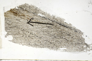 Plane Polarized, S89237