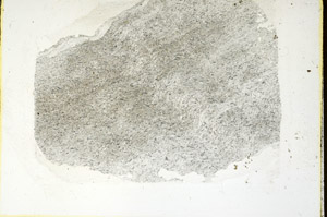 Plane Polarized, S89239
