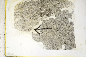 Plane Polarized, S89243