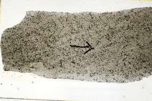 Plane Polarized, S89244