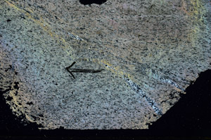 Cross Polarized, S89247