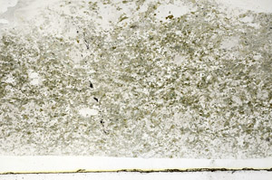Plane Polarized, S89256