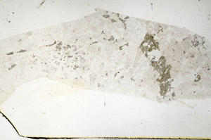 Plane Polarized, S89258