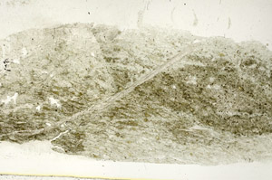 Plane Polarized, S89260