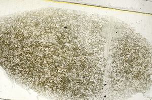 Plane Polarized, S89263