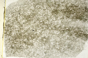 Plane Polarized, S89264