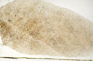 Plane Polarized, S89273