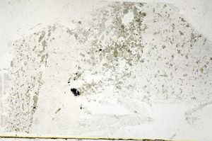 Plane Polarized, S89274