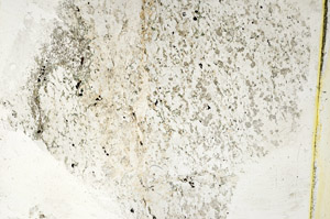 Plane Polarized, S89275