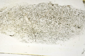 Plane Polarized, S89276