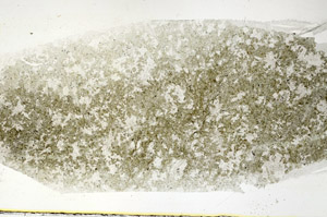 Plane Polarized, S89283