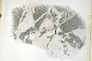 Plane Polarized, S89285