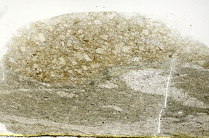Plane Polarized, S89292