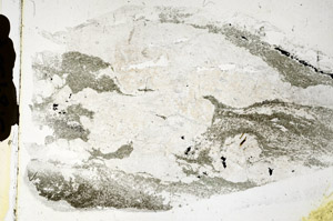 Plane Polarized, S89304