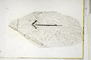 Plane Polarized, S89322