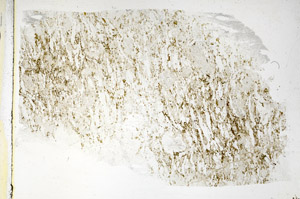 Plane Polarized, S89348