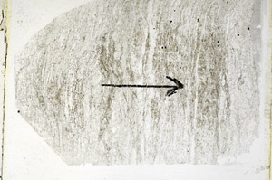 Plane Polarized, S89349