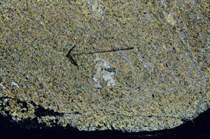 Cross Polarized, S89351