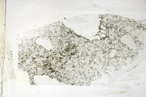 Plane Polarized, S89377