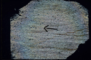 Cross Polarized, S89378