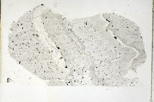 Plane Polarized, S89379