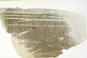 Plane Polarized, S89383