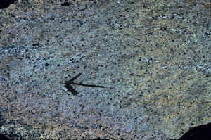Cross Polarized, S89385