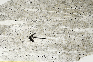 Plane Polarized, S89385