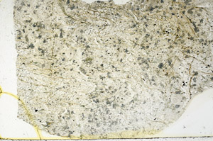 Plane Polarized, S89393