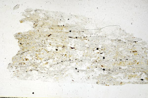 Plane Polarized, S89398