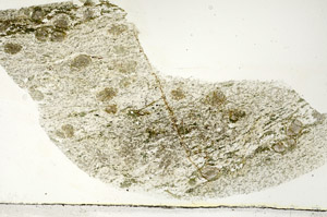 Plane Polarized, S89403