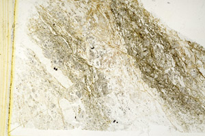 Plane Polarized, S89413