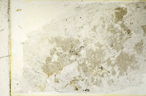 Plane Polarized, S89417