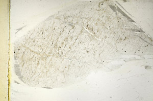 Plane Polarized, S89420