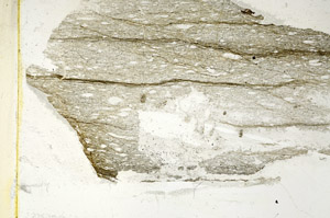 Plane Polarized, S89422