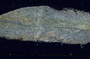 Cross Polarized, S89424