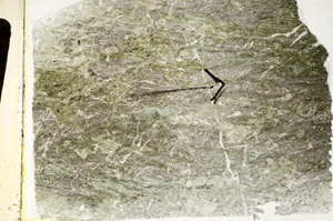 Plane Polarized, S89428