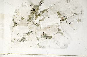 Plane Polarized, S89434