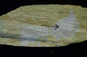 Cross Polarized, S89465