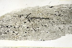 Plane Polarized, S89470