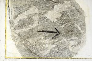 Plane Polarized, S89472