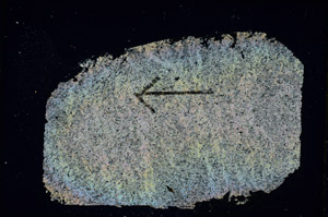 Cross Polarized, S89474