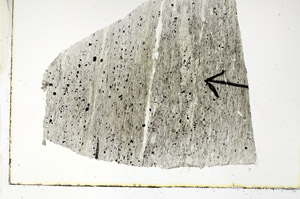 Plane Polarized, S89476