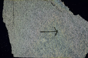 Cross Polarized, S89478