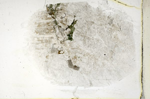 Plane Polarized, S89484