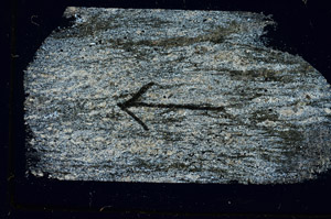 Cross Polarized, S89487