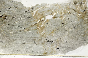 Plane Polarized, S89493